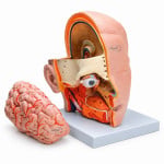 Human Head with Brain